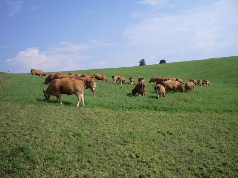 Vaches sabate2.JPG